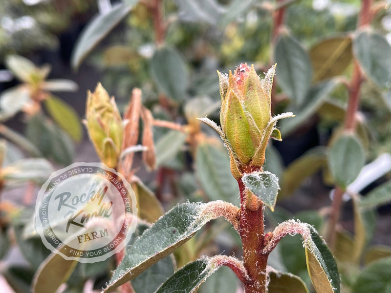 Coastal Spice plant from Rocky Knoll Farm