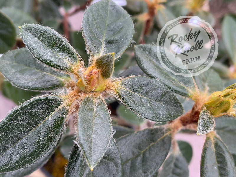 Coastal Spice plant from Rocky Knoll Farm