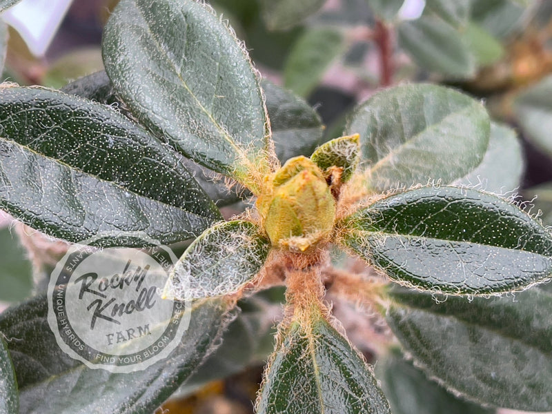 Coastal Spice plant from Rocky Knoll Farm