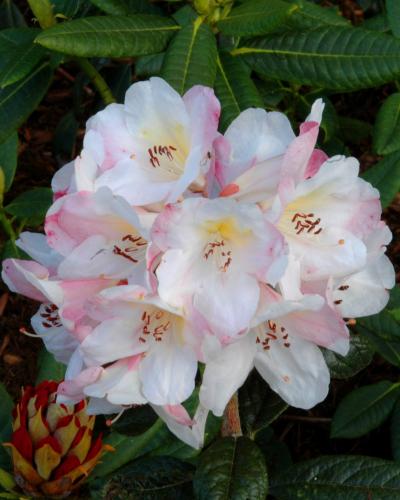 Coastal Spice plant from Rocky Knoll Farm