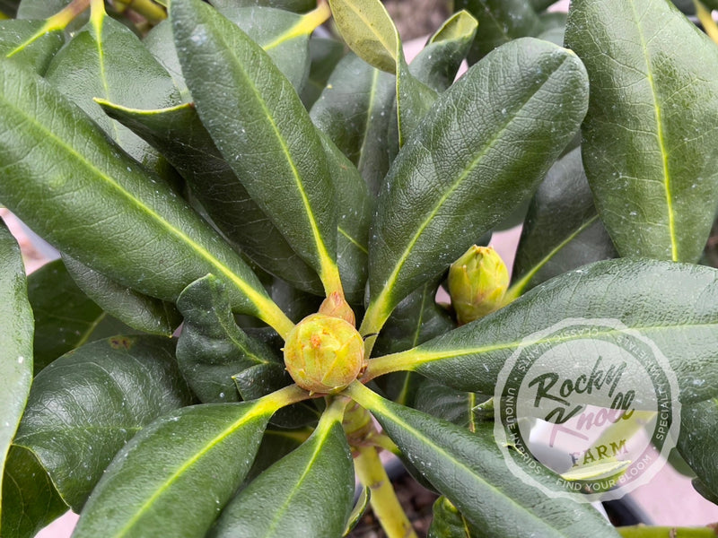 Cody plant from Rocky Knoll Farm