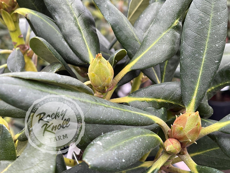 Cody plant from Rocky Knoll Farm