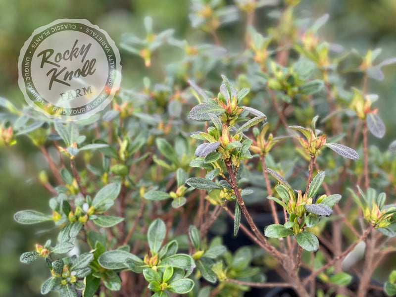 Concho plant from Rocky Knoll Farm