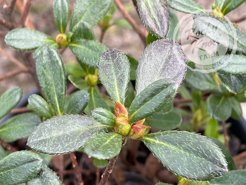 Concho plant from Rocky Knoll Farm