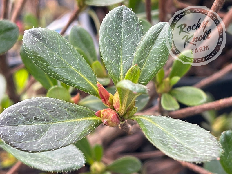 Concho plant from Rocky Knoll Farm