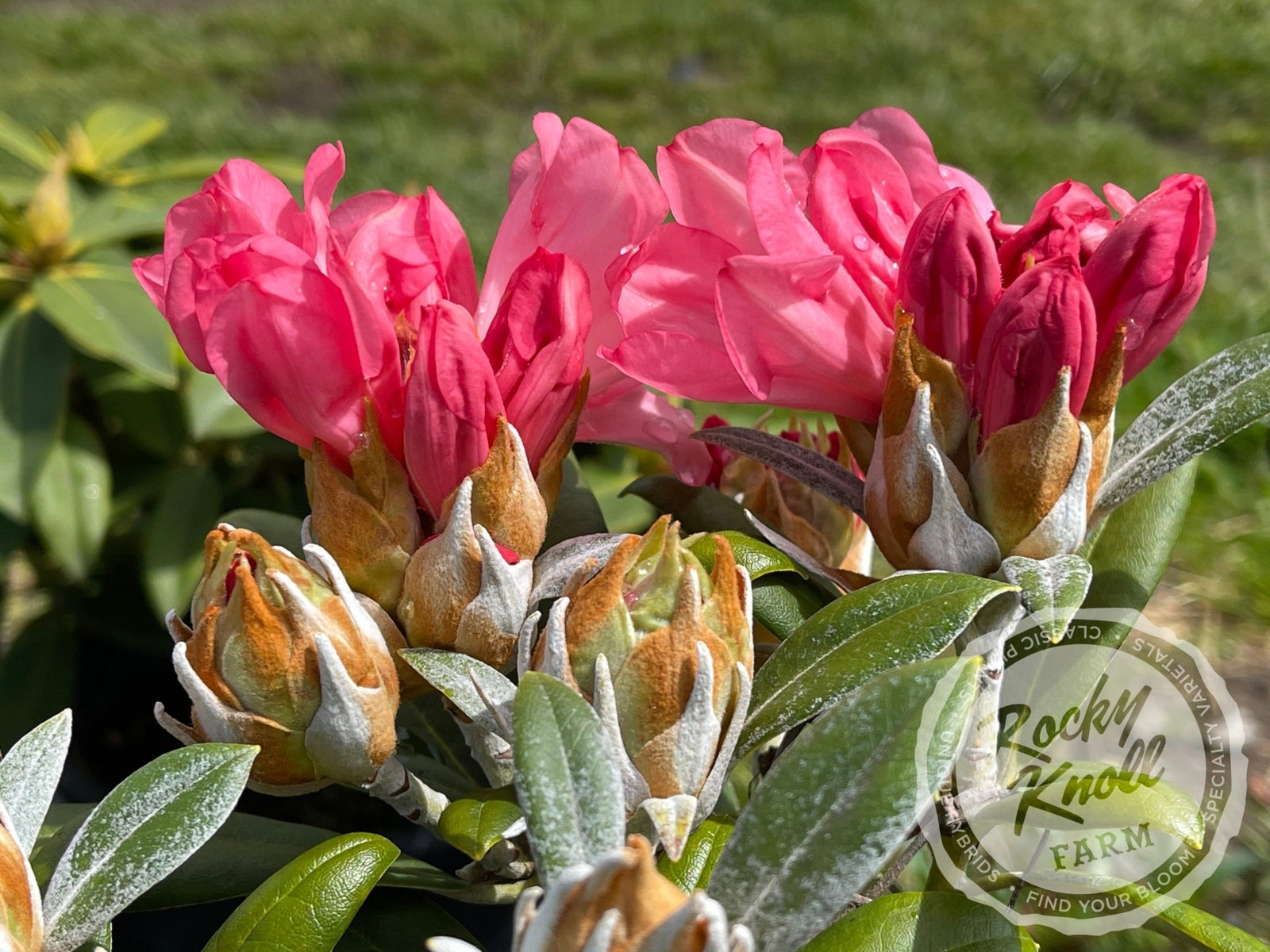 CoralBreeze11-513895_1600x.jpg