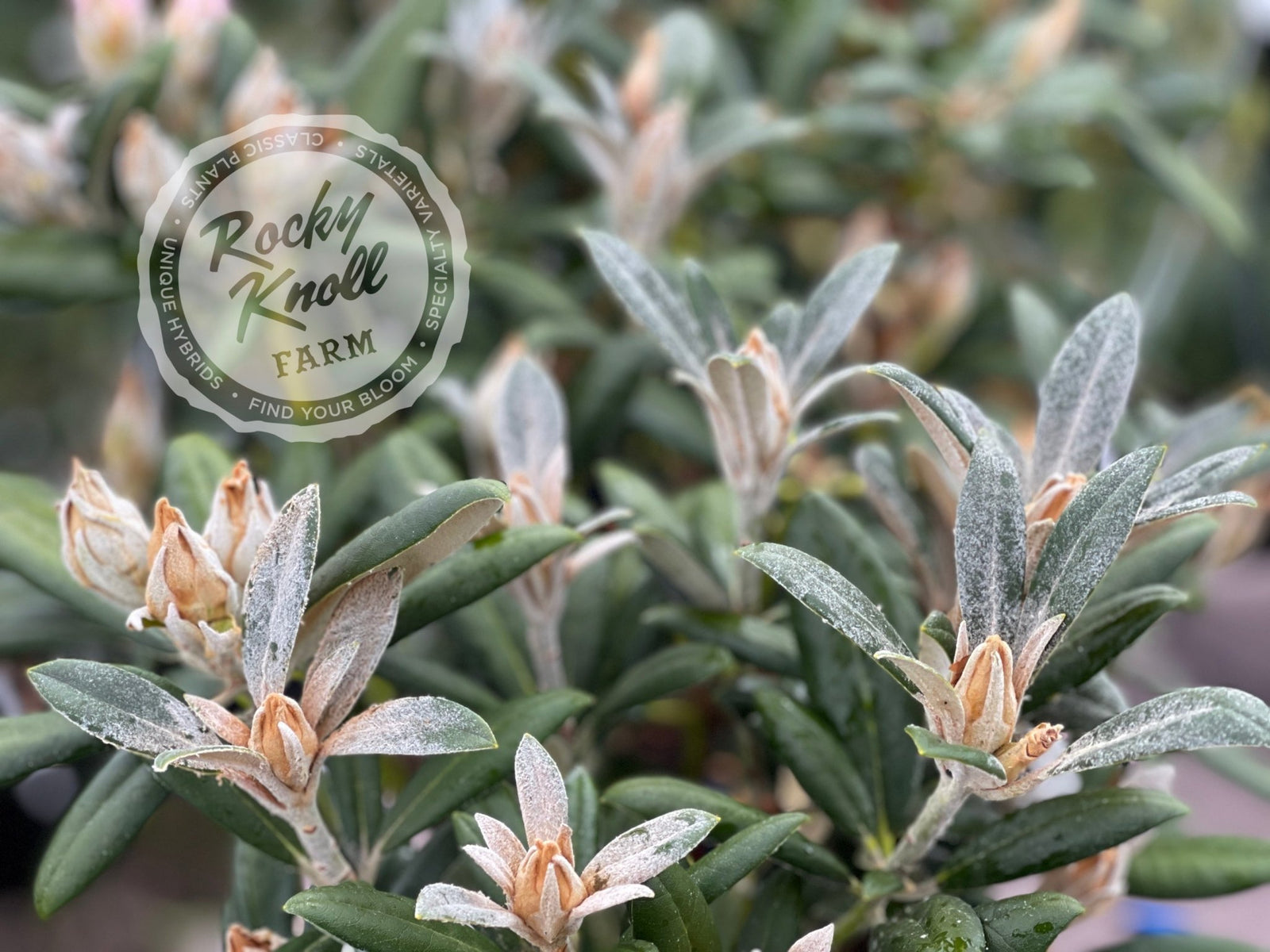 Coral Breeze - Rocky Knoll Farm