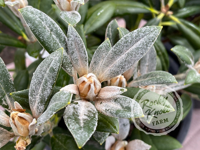 Coral Breeze plant from Rocky Knoll Farm