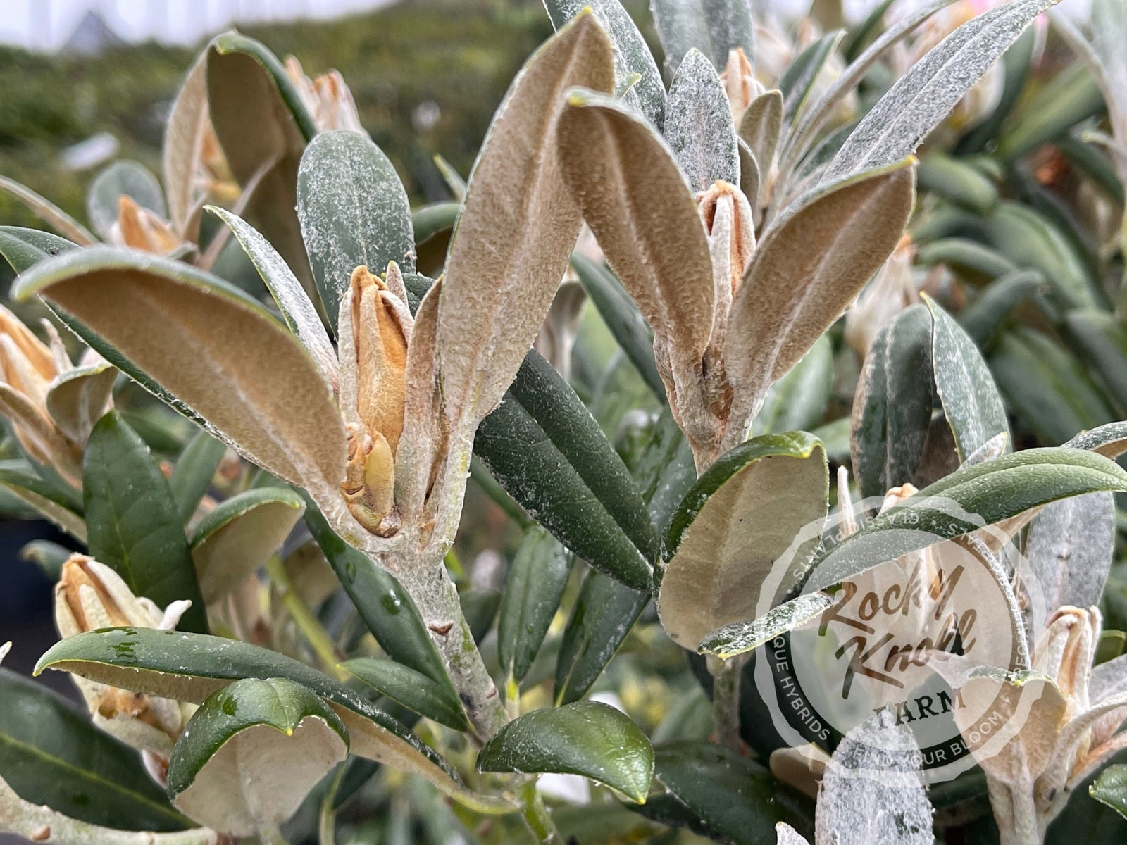 Coral Breeze - Rocky Knoll Farm