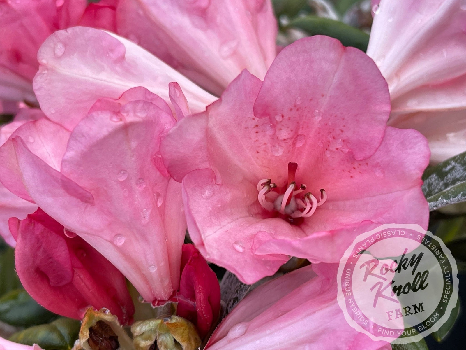 CoralBreeze7-498277_1600x.jpg?
