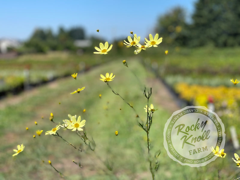 Coreopsis Moonbeam Tickseed plant from Rocky Knoll Farm