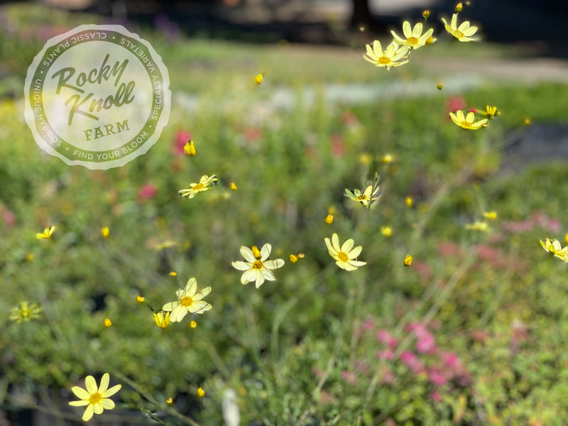 Coreopsis Moonbeam Tickseed plant from Rocky Knoll Farm