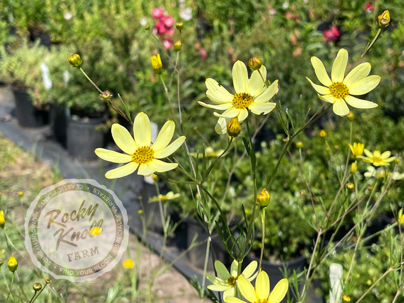 Coreopsis Moonbeam Tickseed plant from Rocky Knoll Farm