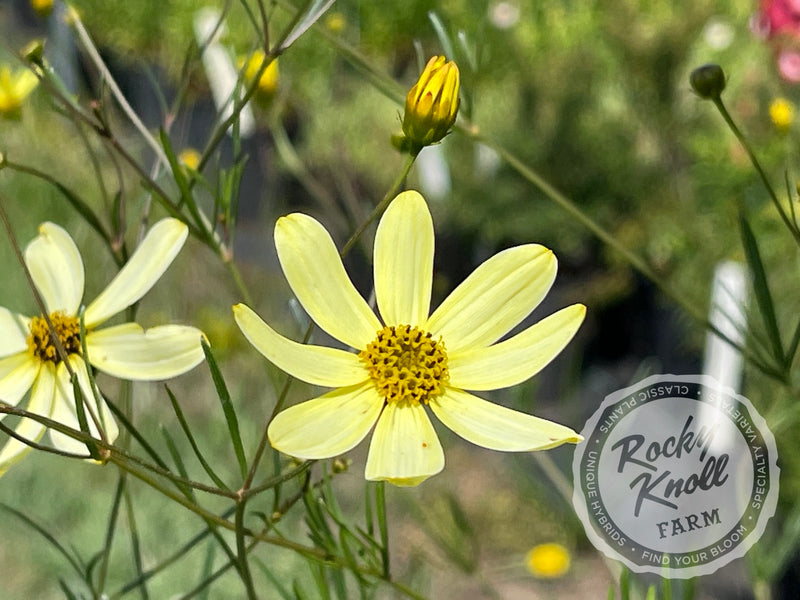 Coreopsis Moonbeam Tickseed plant from Rocky Knoll Farm