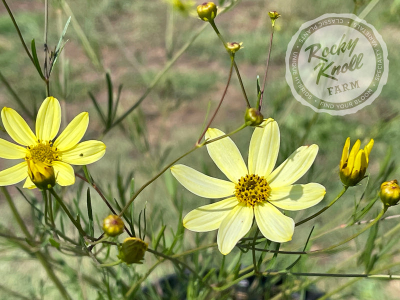 Coreopsis Moonbeam Tickseed plant from Rocky Knoll Farm