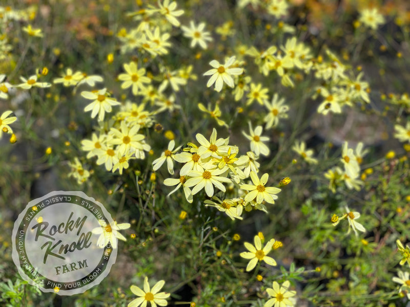 Coreopsis Moonbeam Tickseed plant from Rocky Knoll Farm