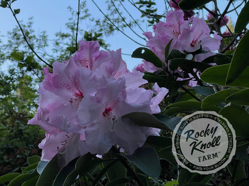 Cotton Candy plant from Rocky Knoll Farm