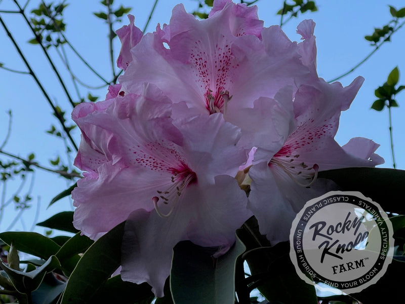 Cotton Candy plant from Rocky Knoll Farm