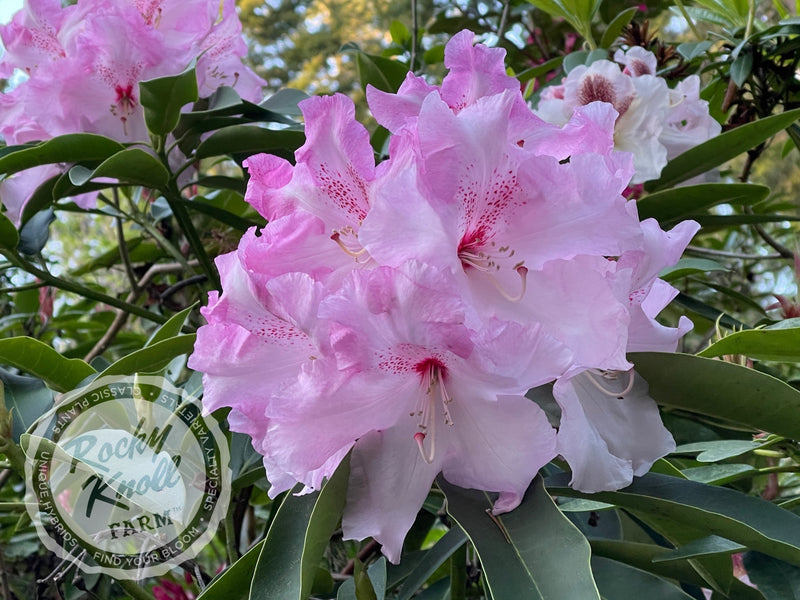 Cotton Candy plant from Rocky Knoll Farm