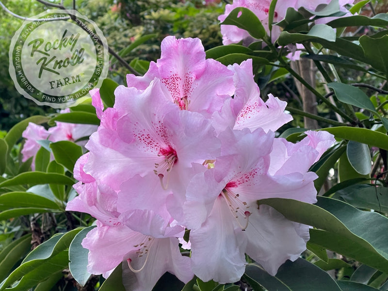 Cotton Candy plant from Rocky Knoll Farm