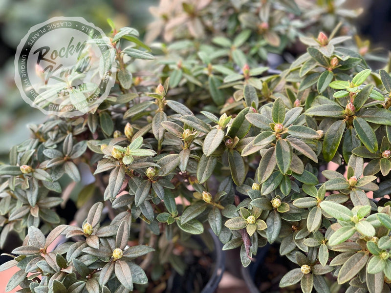 Cream Crest plant from Rocky Knoll Farm
