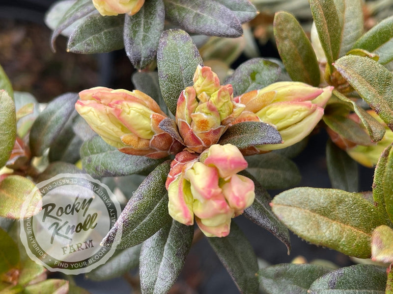 Cream Crest plant from Rocky Knoll Farm