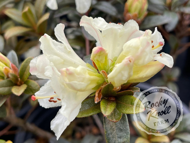 Cream Crest plant from Rocky Knoll Farm