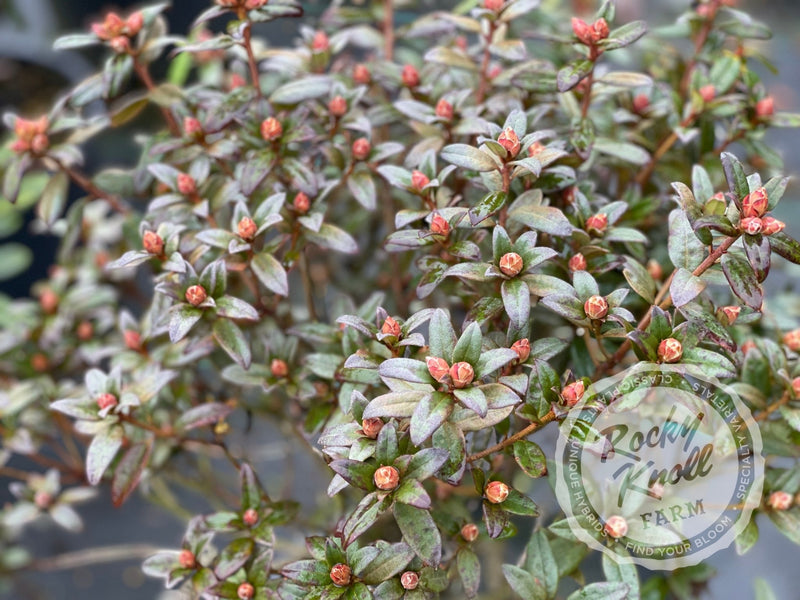Cream Crest plant from Rocky Knoll Farm