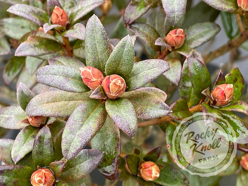 Cream Crest plant from Rocky Knoll Farm