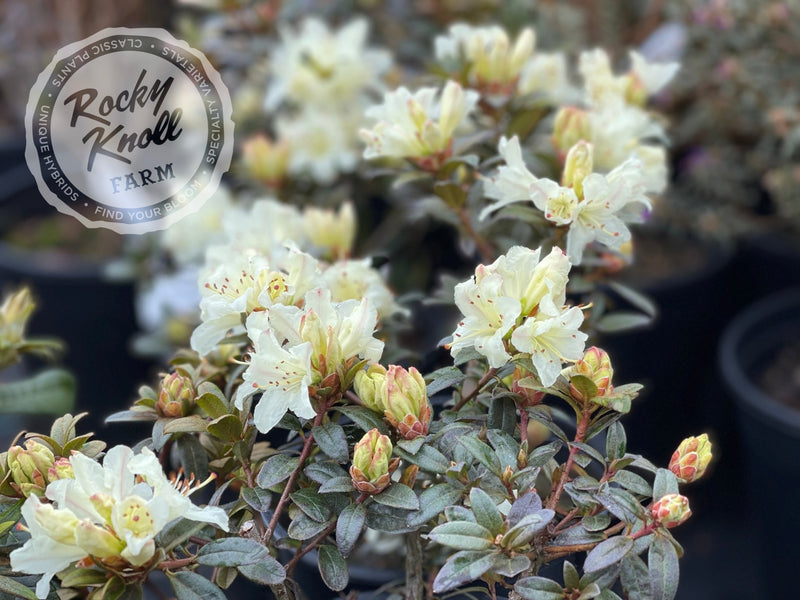 Cream Crest plant from Rocky Knoll Farm