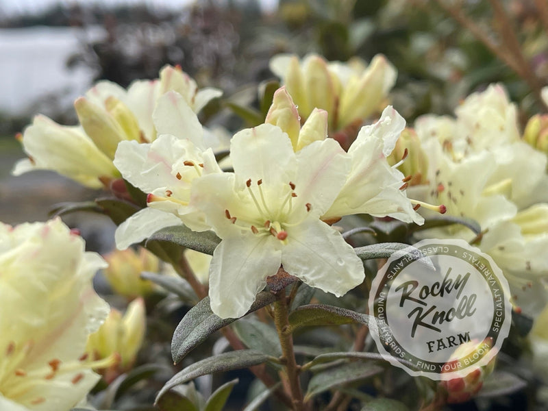 Cream Crest plant from Rocky Knoll Farm