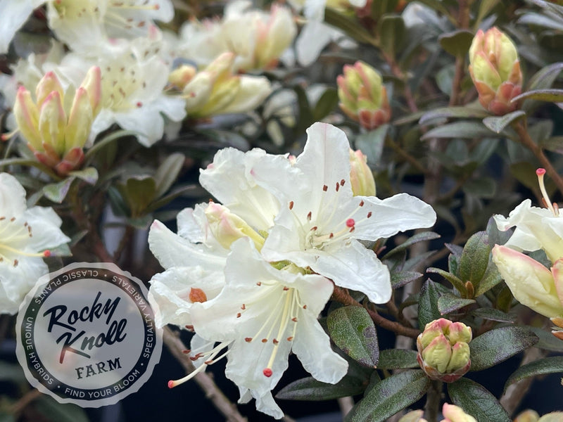 Cream Crest plant from Rocky Knoll Farm