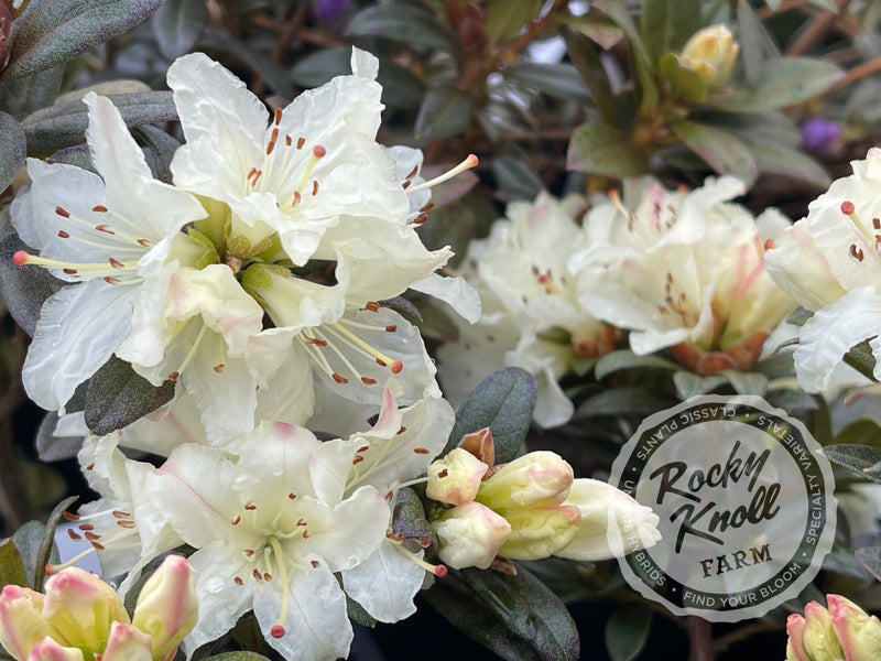Cream Crest plant from Rocky Knoll Farm