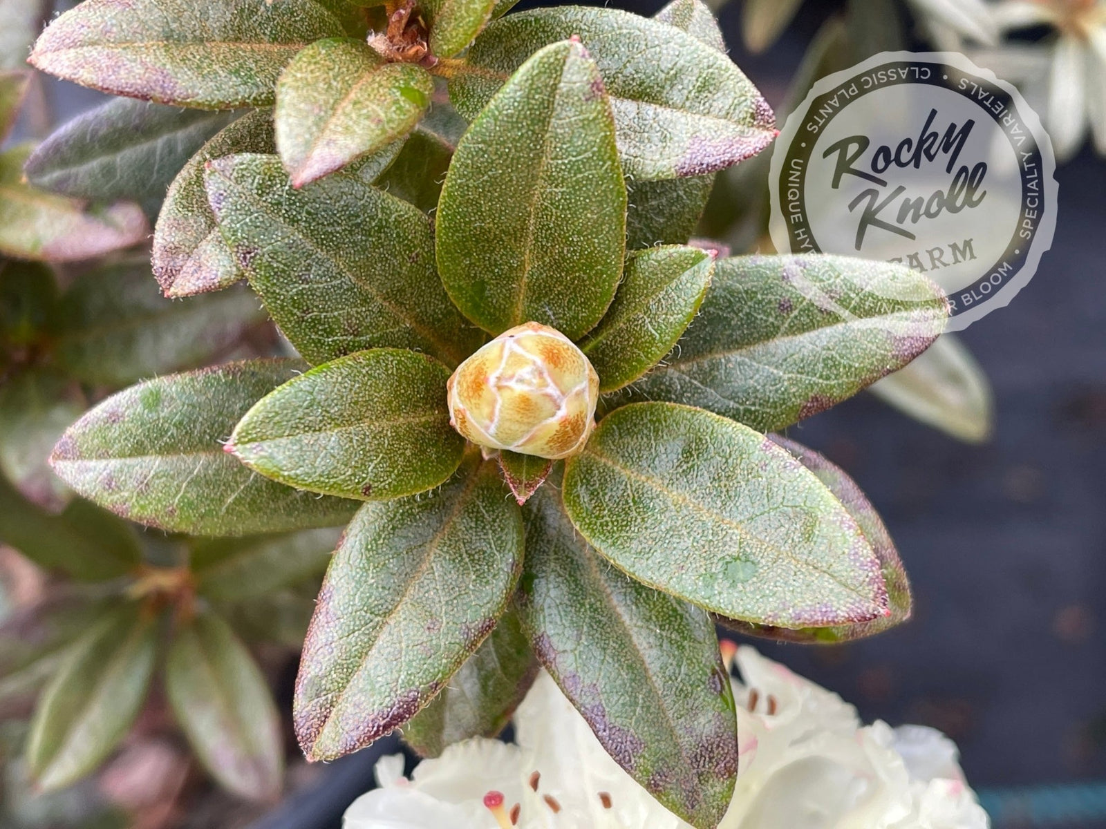 rhododendron creme anwendungsgebiete Cream Crest