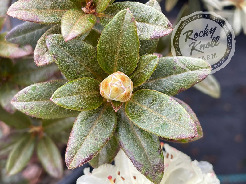 Cream Crest plant from Rocky Knoll Farm