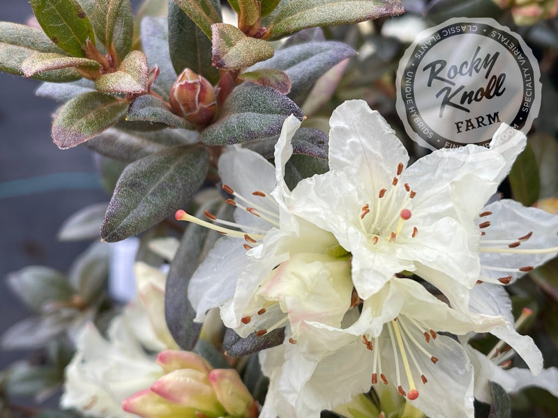 Cream Crest plant from Rocky Knoll Farm