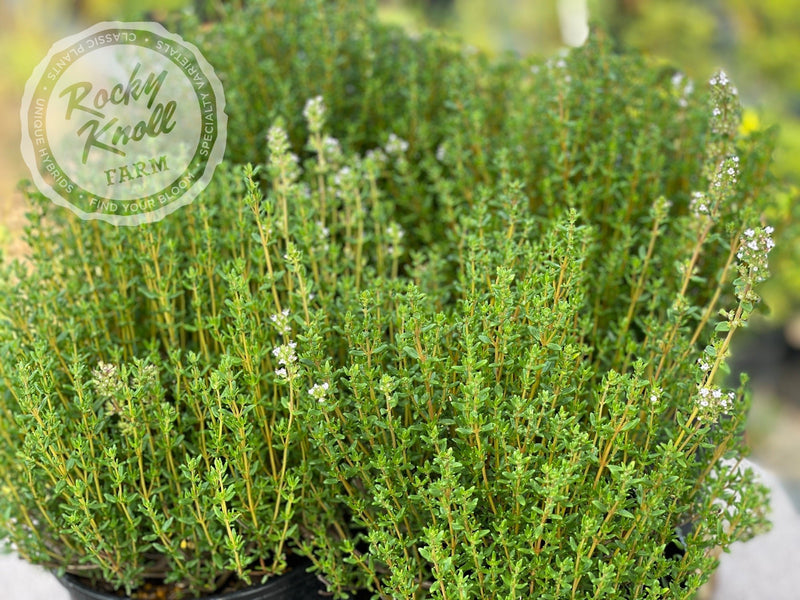 Culinary Thyme - Thymus vulgaris plant from Rocky Knoll Farm
