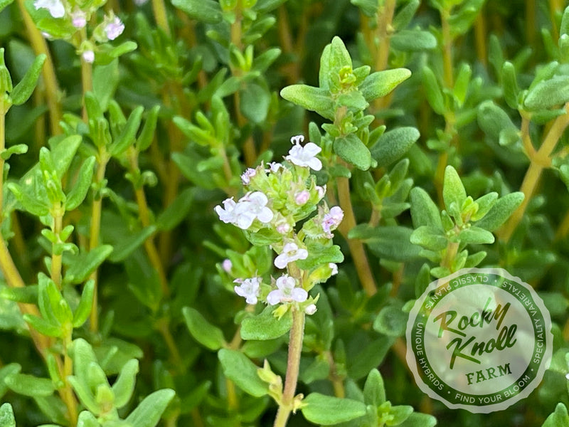Culinary Thyme - Thymus vulgaris plant from Rocky Knoll Farm