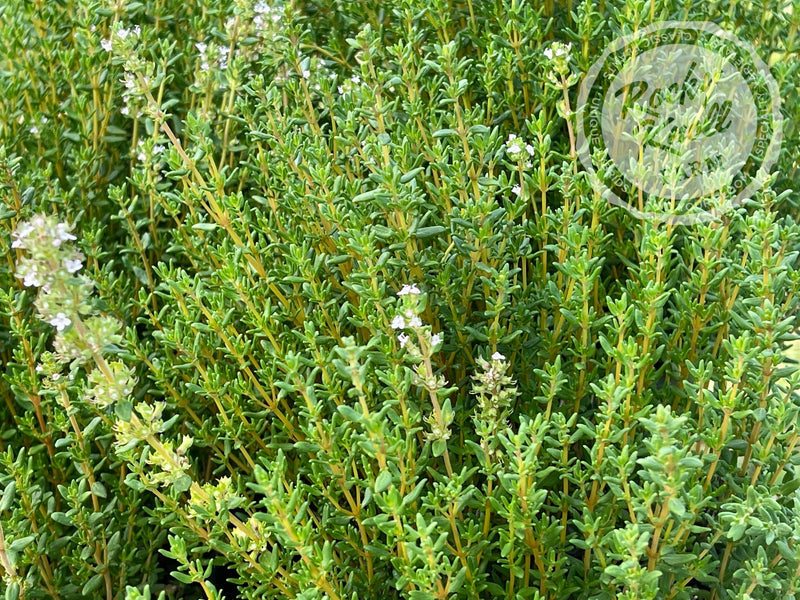 Culinary Thyme - Thymus vulgaris plant from Rocky Knoll Farm