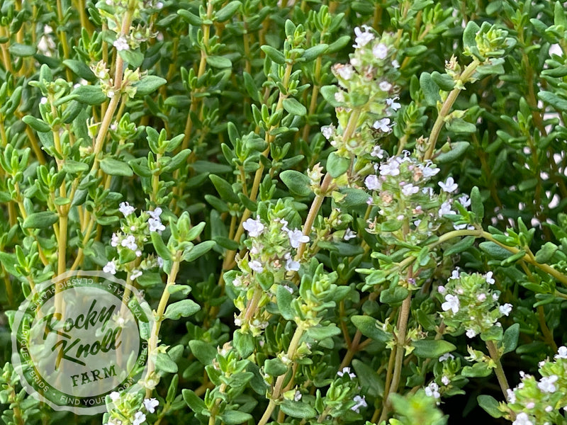 Culinary Thyme - Thymus vulgaris plant from Rocky Knoll Farm
