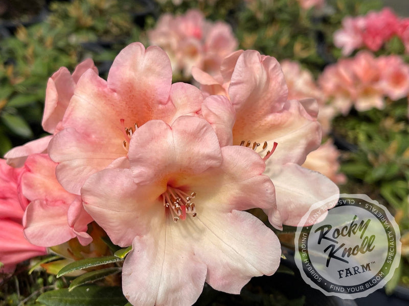 Cupcake plant from Rocky Knoll Farm