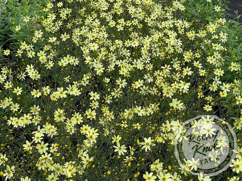 Coreopsis Moonbeam Tickseed plant from Rocky Knoll Farm