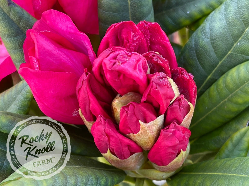 Lem's Fluorescent Pink - Rocky Knoll Farm