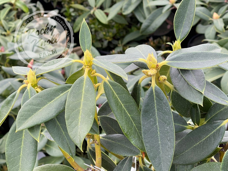 Dame Nellie Melba plant from Rocky Knoll Farm