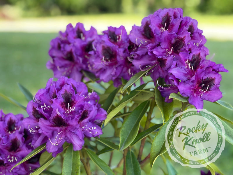 Dark Sister plant from Rocky Knoll Farm