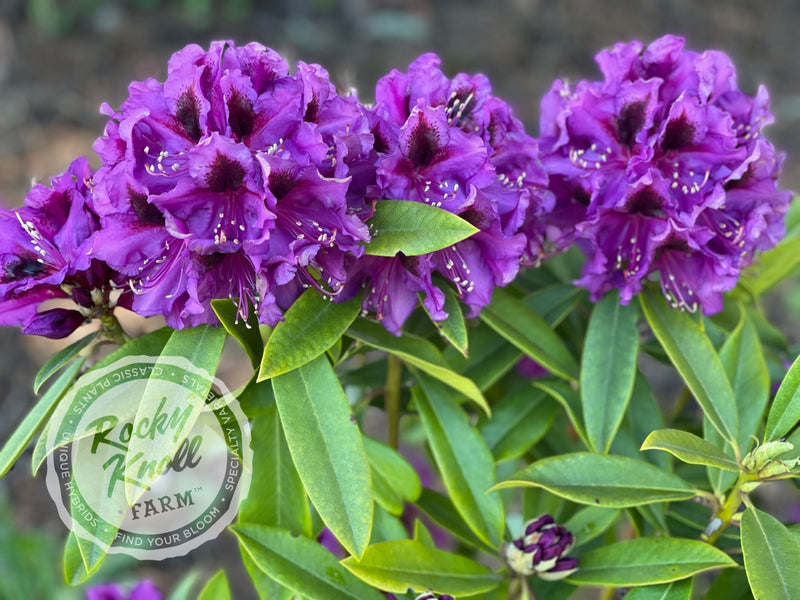 Dark Sister plant from Rocky Knoll Farm