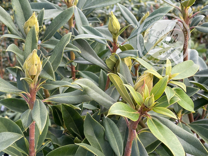Dark Sister plant from Rocky Knoll Farm