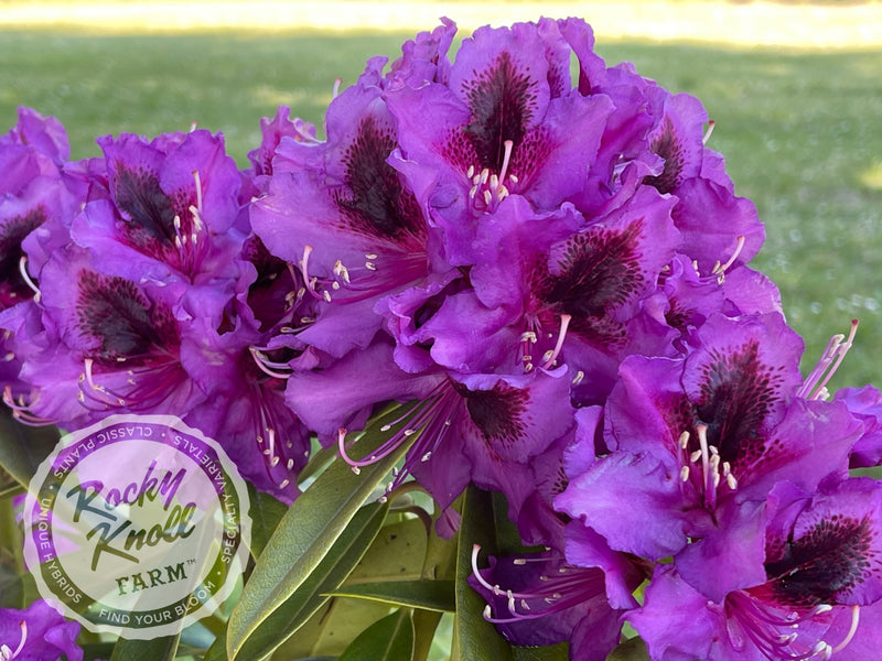 Dark Sister plant from Rocky Knoll Farm