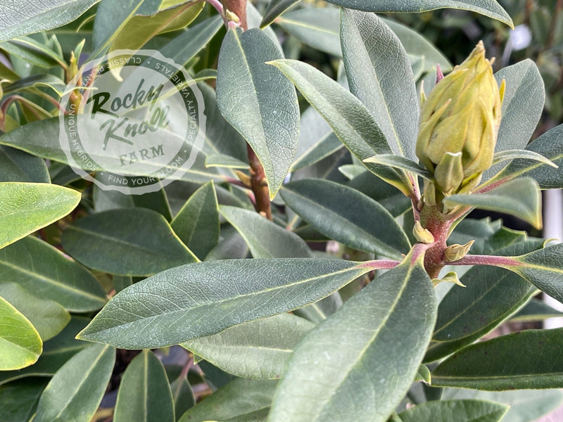 Dark Sister plant from Rocky Knoll Farm