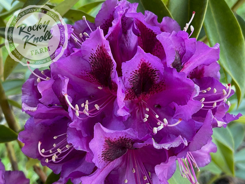 Dark Sister plant from Rocky Knoll Farm